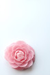 camellia
