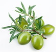 green olives with a branch on a white background