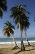 France, Martinique, plage des Salines France, Martinique, plage des Salines