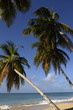 France, Martinique, plage des Salines France, Martinique, plage des Salines