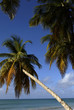 France, Martinique, plage des Salines France, Martinique, plage des Salines