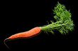 Carota
