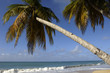 France, Martinique, plage des Salines France, Martinique, plage des Salines