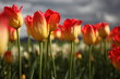 Foto: Orange and Yellow tulips Orange and Yellow tulips