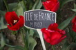 Foto: Ille De France Tulips Ille De France Tulips