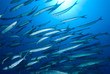 School of Barracuda