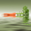 Carrot in the water