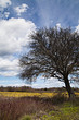 Foto: Old tree closeup Old tree closeup