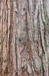sequoia bark