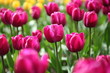 Foto: Pink Tulips Pink Tulips