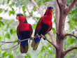 black capped lories