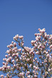 Foto: Magnolie Magnolie