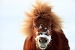 pony