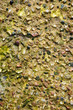 Stone texture with seaweed Stone texture with seaweed