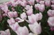Foto: Pink Tulips Pink Tulips