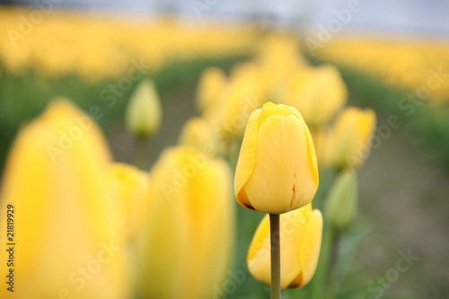 Foto: Yellow Tulip Yellow Tulip