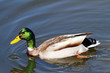 duck
