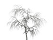 Dead tree on a white background.