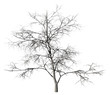 Dead tree on a white background.