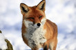 Fuchs