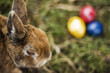 Osterhase