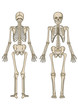 Human skeleton in vector