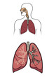 Human respitory system in vector