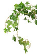 Green Ivy