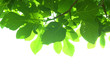 Green fig-tree leaves with branch