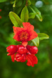 pomegranate tree