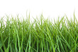 Tall wet grass against a white