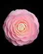 Camellia 'Otometsubaki'