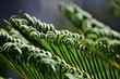 Palme8