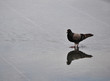 Taube7