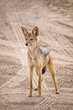 Jackal Jackal
