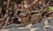 Foto: Echse15 Echse15