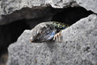Foto: Echse27 Echse27