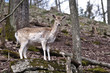 Reh im Wald