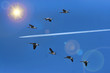Flock Of Geese With Jet