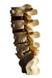 Spinal cord