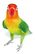 Lovebird