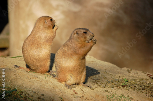 Photo: watching eating and guarding prairiedogs watching eating and guarding prairiedogs