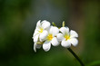 the temple flower , Thai flower