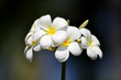the temple flower , Thai flower