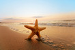 Starfish on the beach