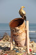 Egyptian vulture on rubbish-bin