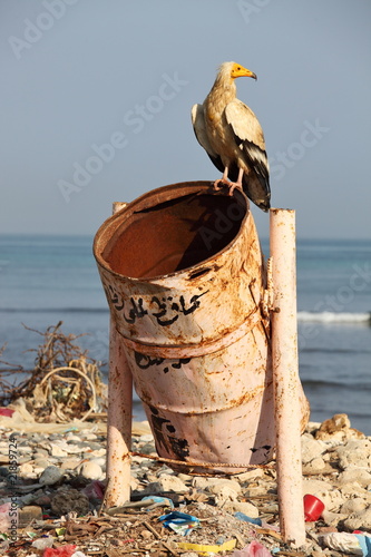 Photo: Egyptian vulture on rubbish-bin Egyptian vulture on rubbish-bin