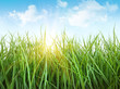 Tall wet grass against a blue sky