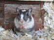 wüstenrennmaus