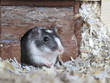 wüstenrennmaus